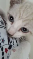 Isabel