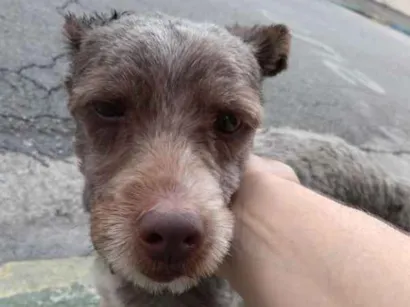 Cachorro raça Desconhecido  idade 2 a 6 meses nome Desconhecido 