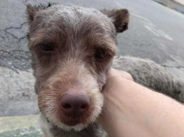 Cachorro ra a Desconhecido  idade 2 a 6 meses nome Desconhecido