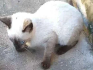 Gato raça - idade 7 a 11 meses nome Sem nome