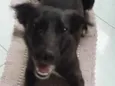 Buddy