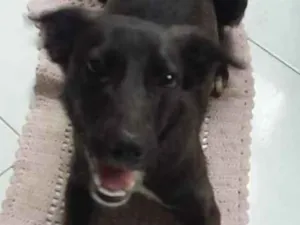 Cachorro raça srd idade 1 ano nome Buddy