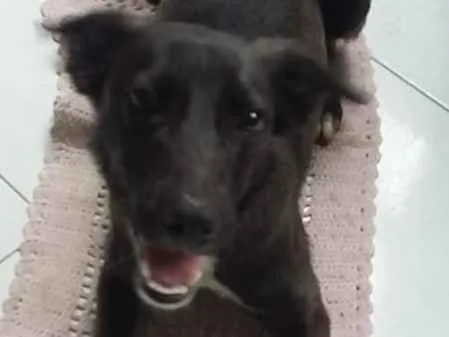 Cachorro ra a srd idade 1 ano nome Buddy