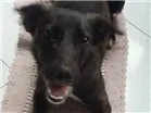 Cachorro raça srd idade 1 ano nome Buddy