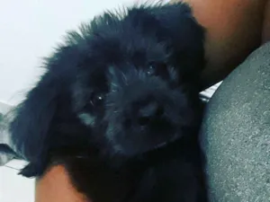 Cachorro raça Vira lata  idade 2 a 6 meses nome Thayson