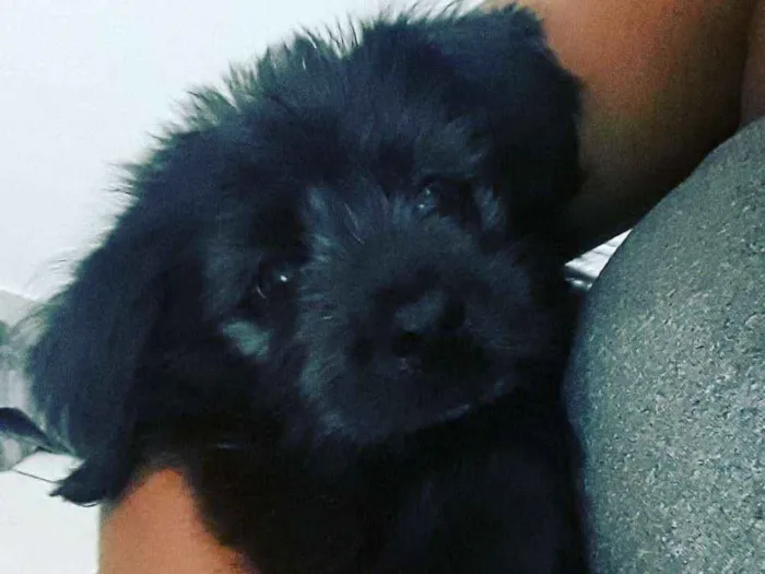 Cachorro ra a Vira lata  idade 2 a 6 meses nome Thayson