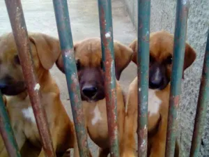 Cachorro raça SRD idade 2 a 6 meses nome nao tem ainda