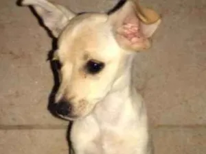 Cachorro raça Vira lata idade 2 a 6 meses nome Betina