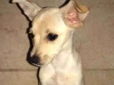 Cachorro ra a Vira lata idade 2 a 6 meses nome Betina