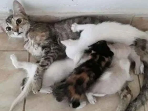 Gato ra a Não sei idade 7 a 11 meses nome Isabel