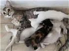 Gato raça Não sei idade 7 a 11 meses nome Isabel