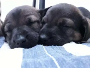Cachorro raça Virá latas idade 2 a 6 meses nome Sem nomes