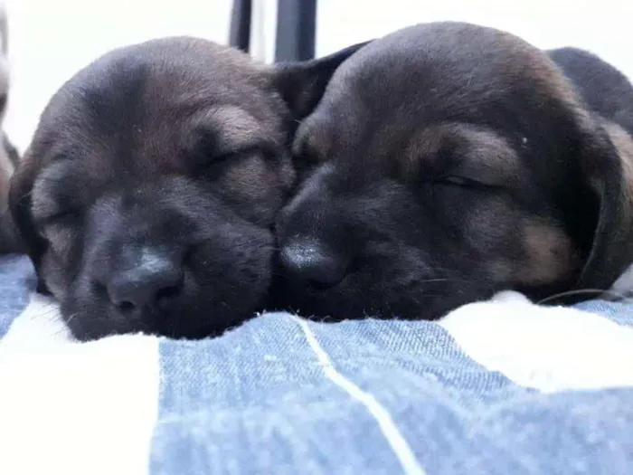 Cachorro ra a Virá latas idade 2 a 6 meses nome Sem nomes