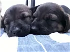 Cachorro raça Virá latas idade 2 a 6 meses nome Sem nomes