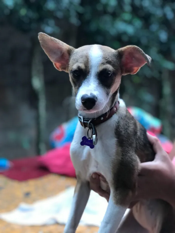 Cachorro ra a Srd idade  nome Yasmin