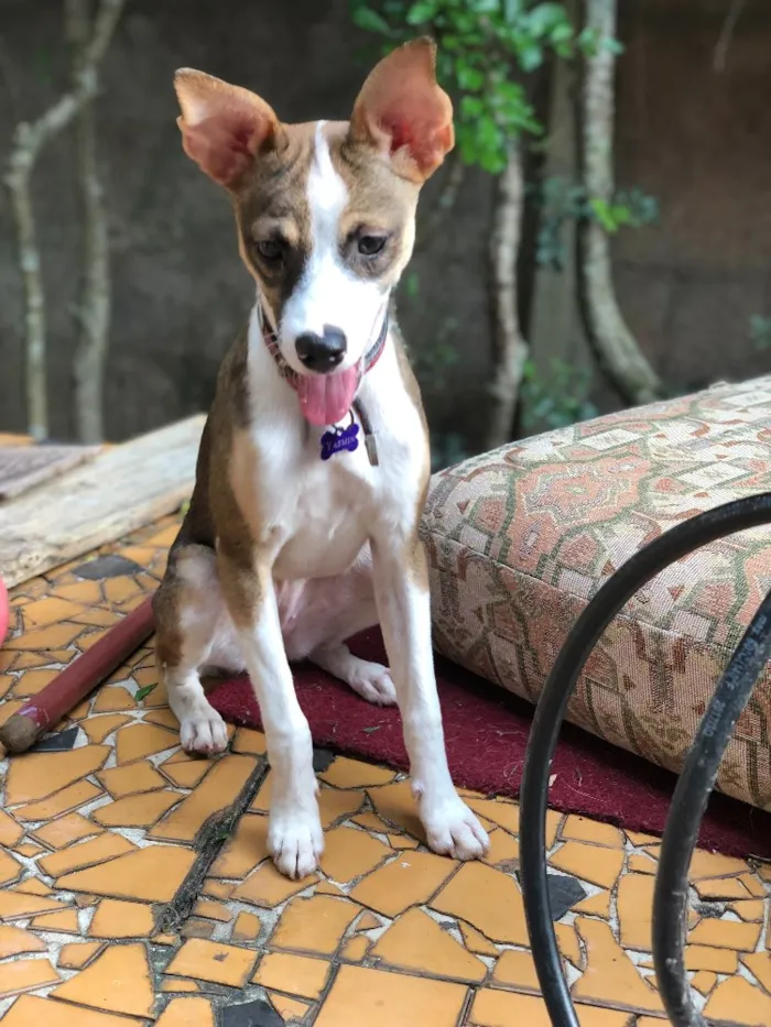 Cachorro ra a Srd idade  nome Yasmin