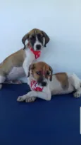 Petico e petica
