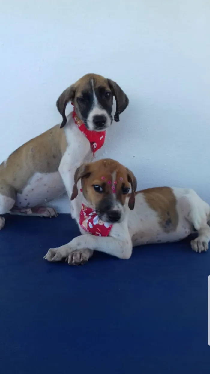 Cachorro raça RND idade 2 a 6 meses nome Petico e petica