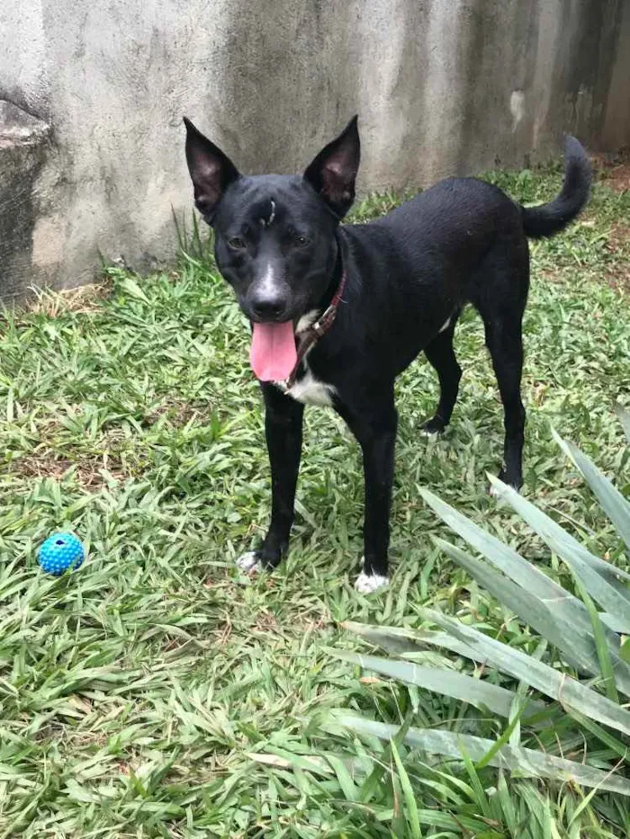 Cachorro ra a Srd idade  nome Spike