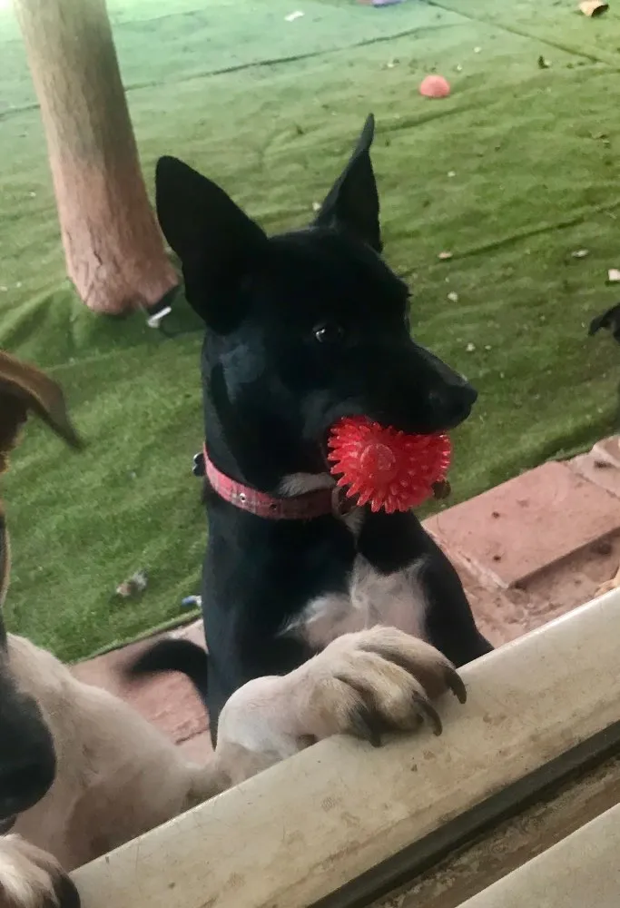 Cachorro ra a Srd idade  nome Spike