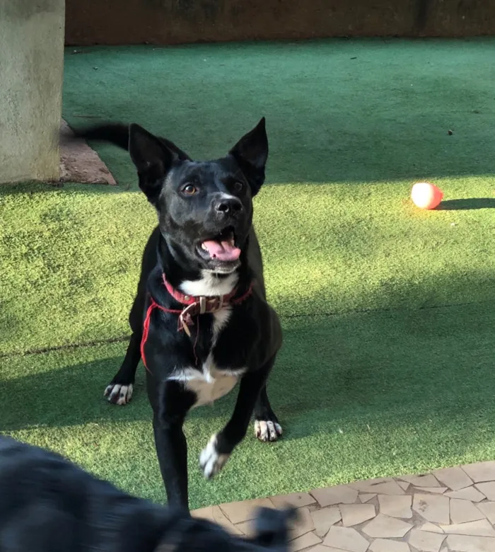 Cachorro ra a Srd idade  nome Spike