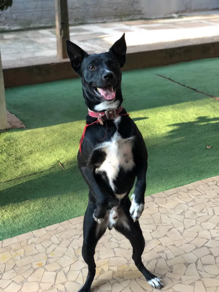 Cachorro ra a Srd idade  nome Spike
