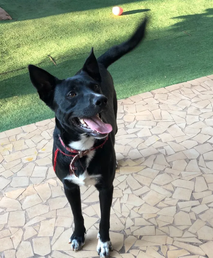 Cachorro ra a Srd idade  nome Spike