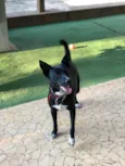 Spike