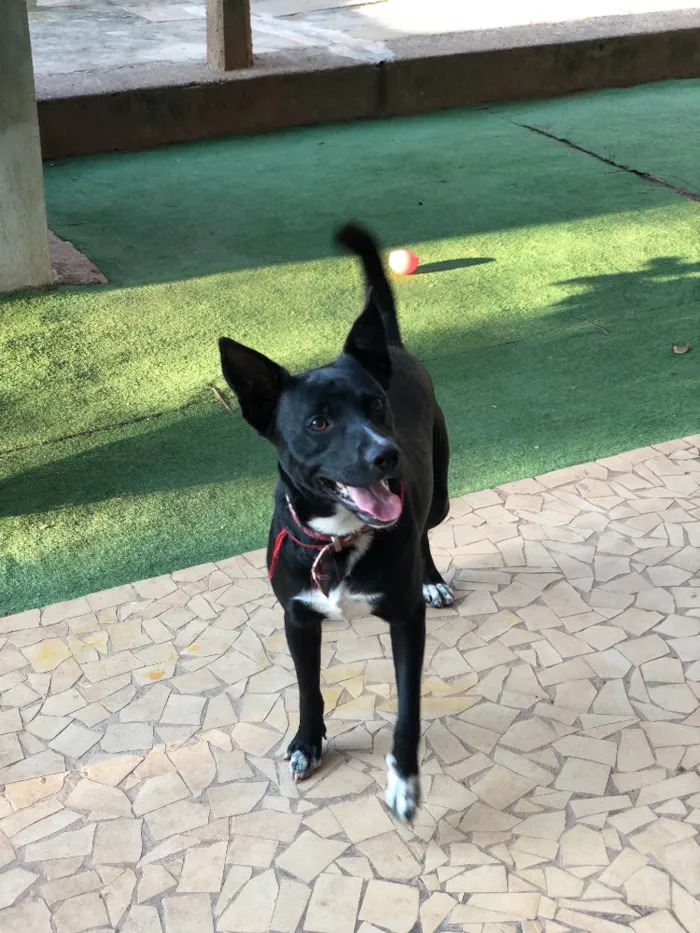 Cachorro ra a Srd idade  nome Spike