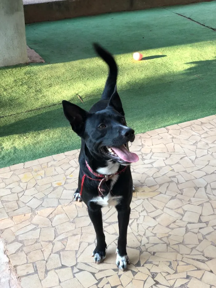 Cachorro ra a Srd idade  nome Spike