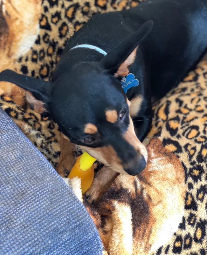 Cachorro ra a Srd idade  nome Frajola