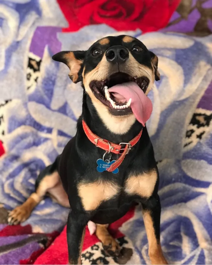 Cachorro ra a Srd idade  nome Frajola