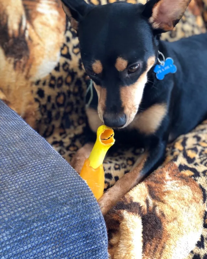 Cachorro ra a Srd idade  nome Frajola