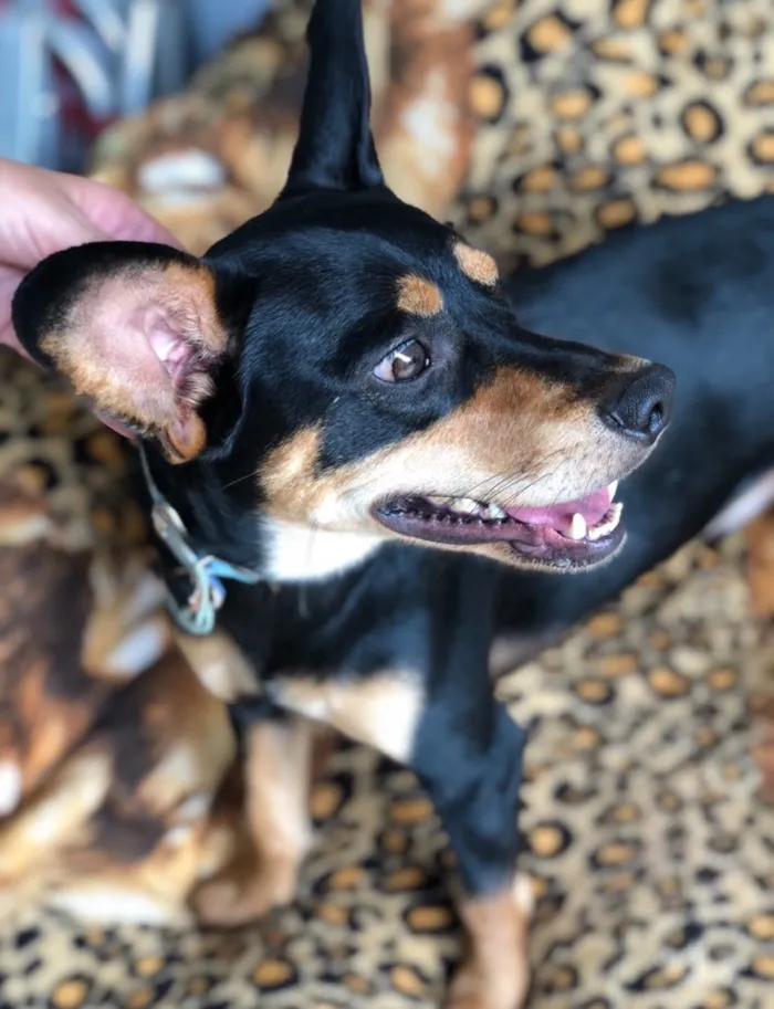 Cachorro ra a Srd idade  nome Frajola