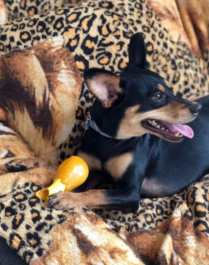 Cachorro ra a Srd idade  nome Frajola