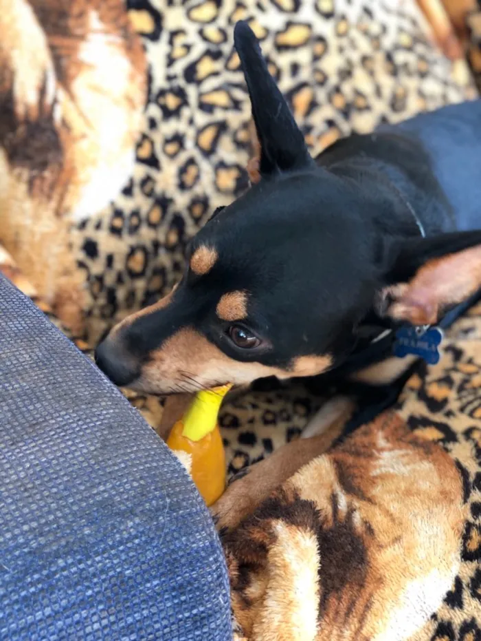 Cachorro ra a Srd idade  nome Frajola