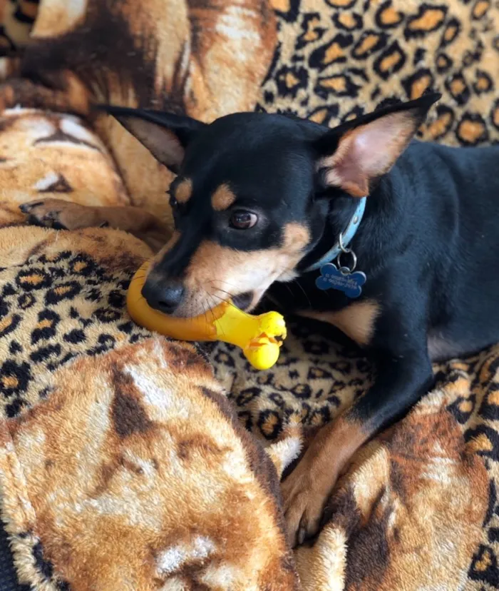 Cachorro ra a Srd idade  nome Frajola