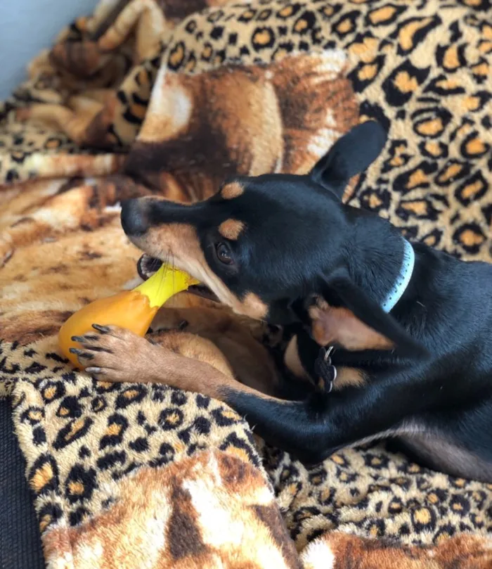 Cachorro ra a Srd idade  nome Frajola