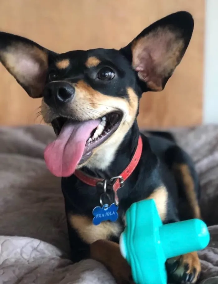 Cachorro ra a Srd idade  nome Frajola