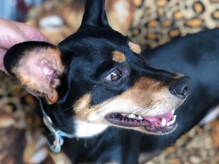 Cachorro ra a Srd idade  nome Frajola