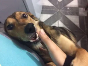 Cachorro raça SDR idade 2 anos nome Granola