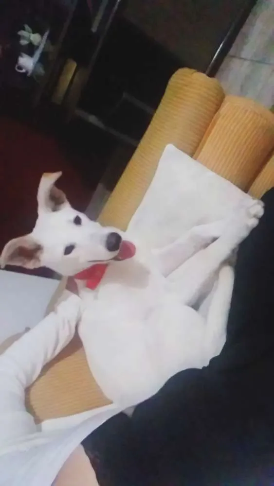 Cachorro ra a Não identificado  idade 7 a 11 meses nome Fredy
