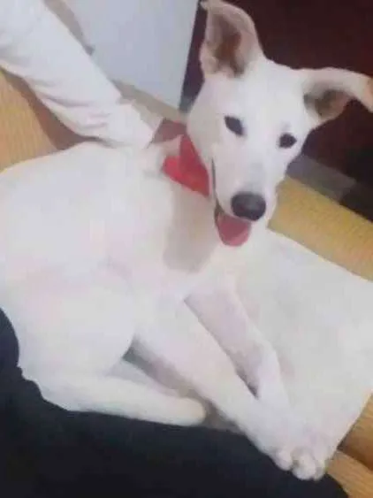Cachorro ra a Não identificado  idade 7 a 11 meses nome Fredy