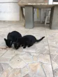 Leona e Leoninha