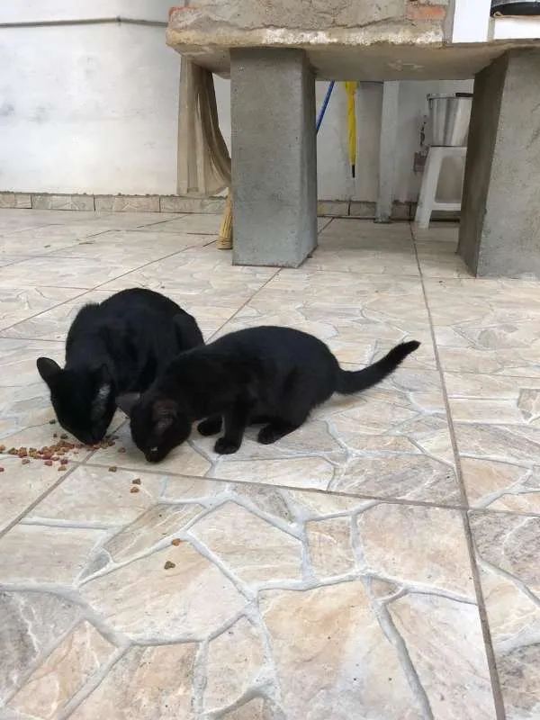 Gato ra a SRD idade 7 a 11 meses nome Leona e Leoninha
