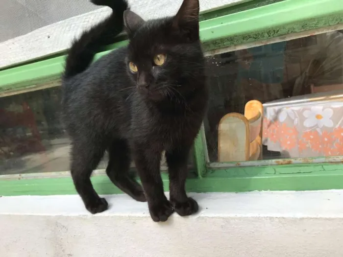 Gato ra a SRD idade 7 a 11 meses nome Leona e Leoninha