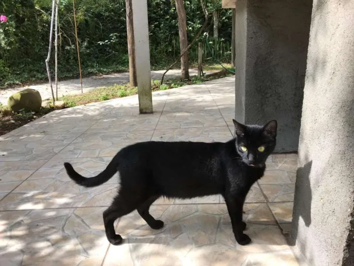 Gato ra a SRD idade 7 a 11 meses nome Leona e Leoninha