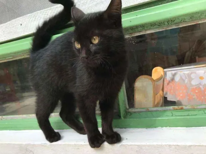 Gato ra a SRD idade 7 a 11 meses nome Leona e Leoninha