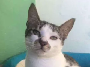 Gato raça indefinida idade 7 a 11 meses nome Lili