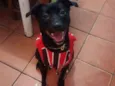 Cachorro raça Sem raça definida idade 2 anos nome Jully